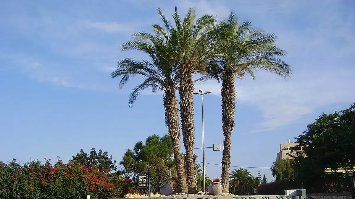 תל מונד