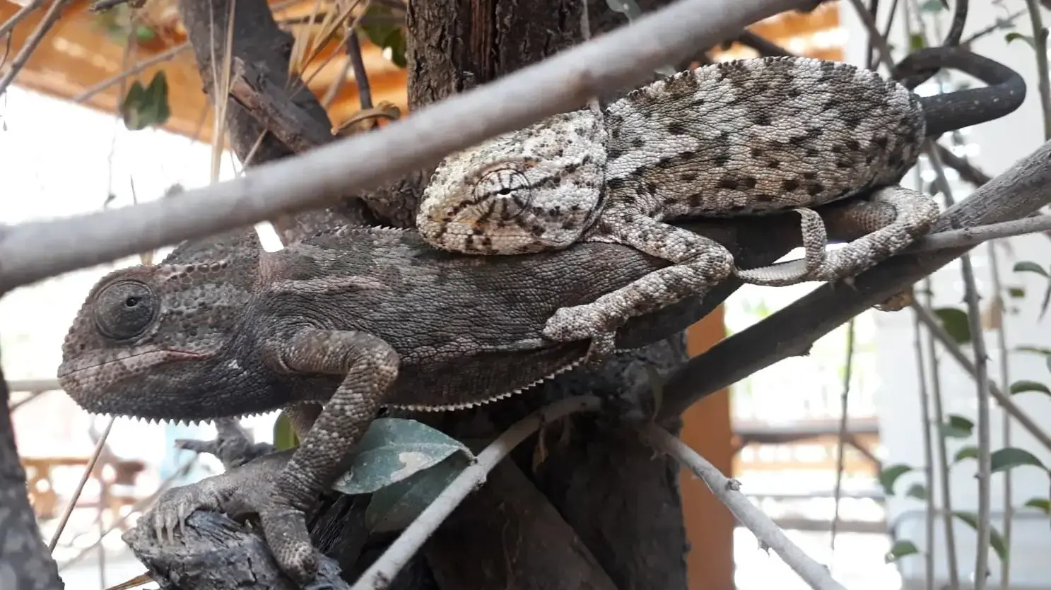זיקיות מזדווגות בעמק הצבאים בירושלים