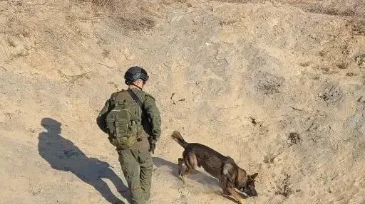 כלבי רט"ג לאיתור שרידי אדם ובע"ח