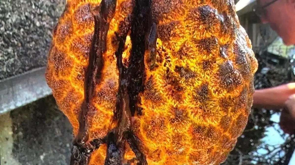 ביצים מוזרות נמצאו בנהר
