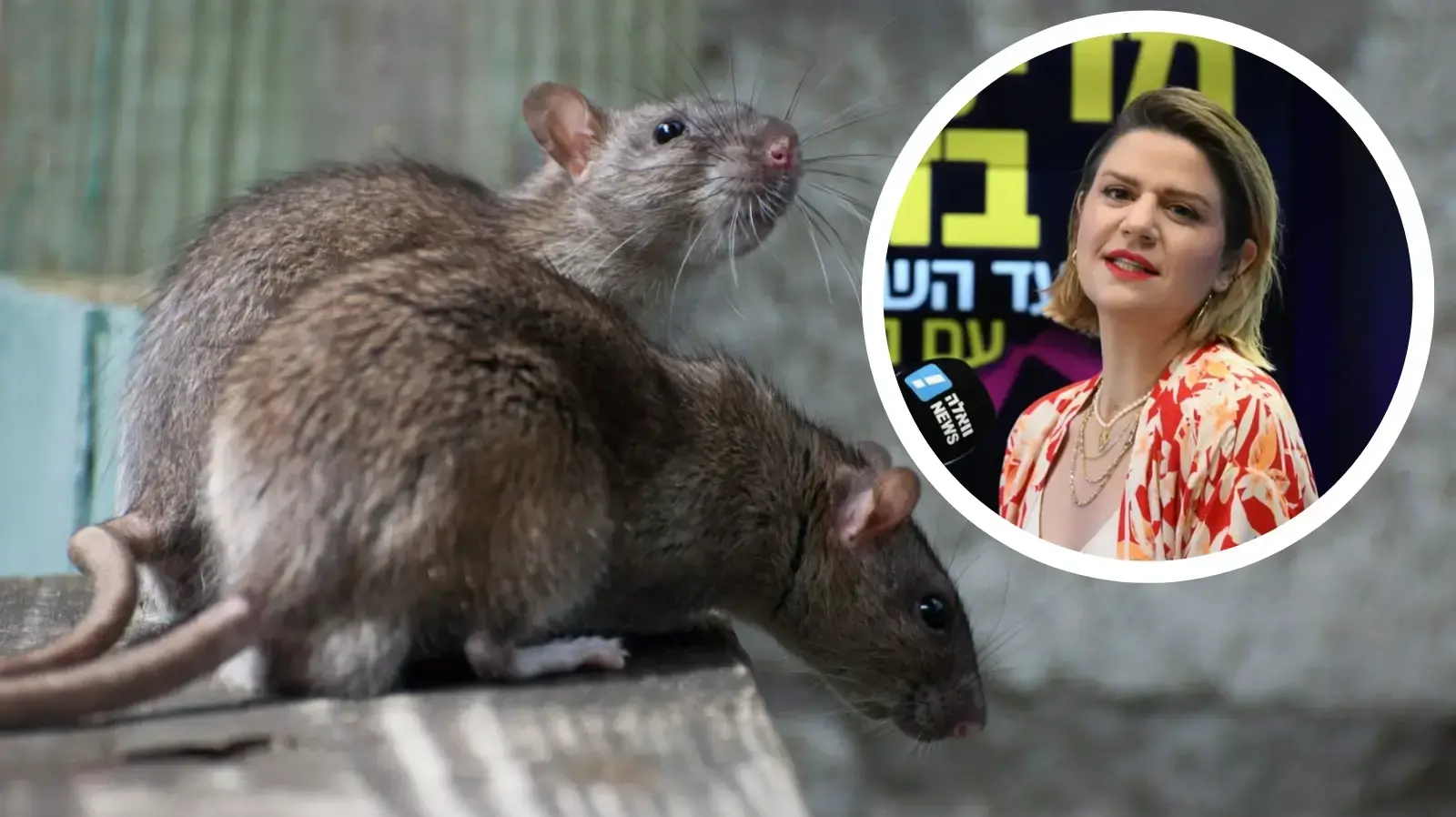 הדר מרקס ועכברים