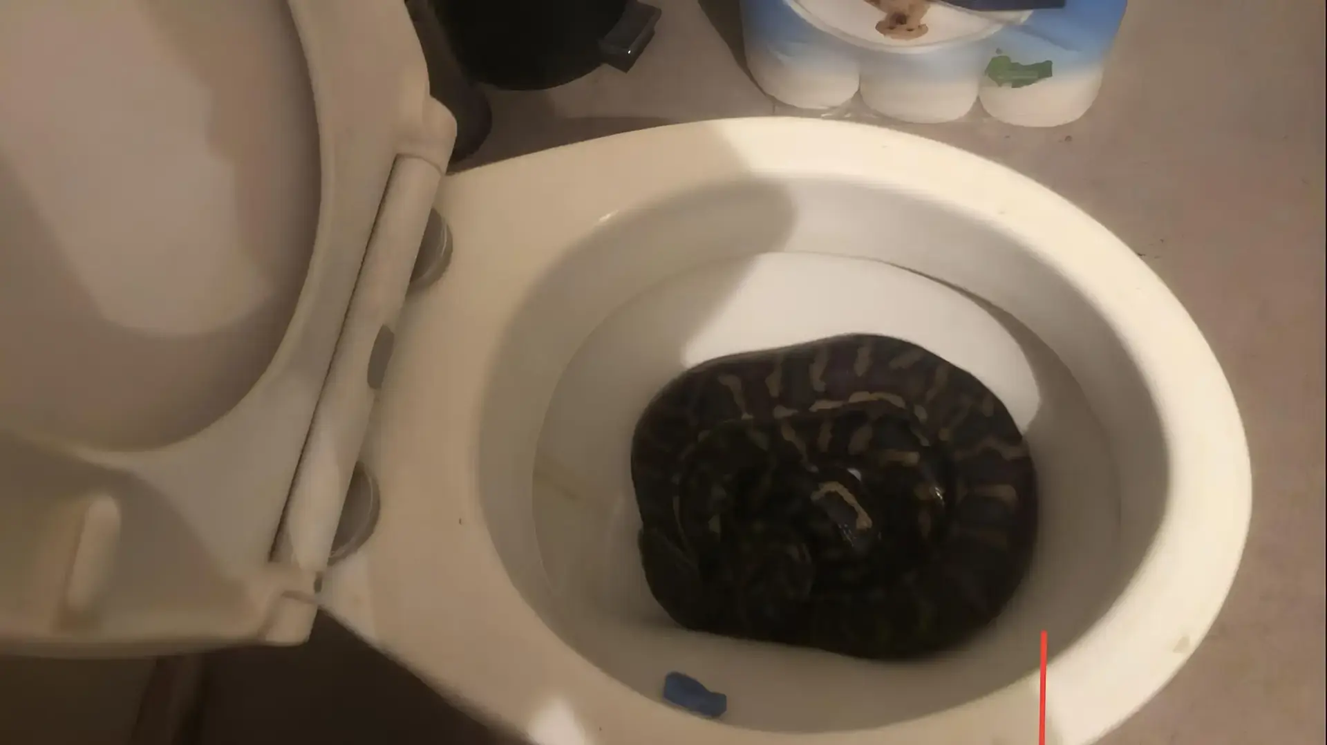 נחש פיתון בשירותים