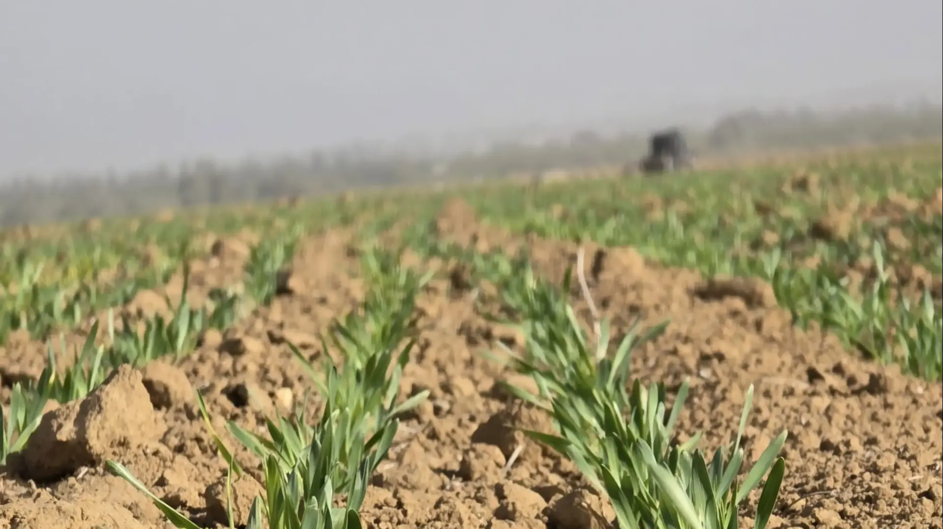 שעורה לייצור ויסקי נזרעת בשדות קיבוץ בארי