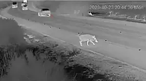 חזיר בר חוצה כביש ברמת הנדיב
