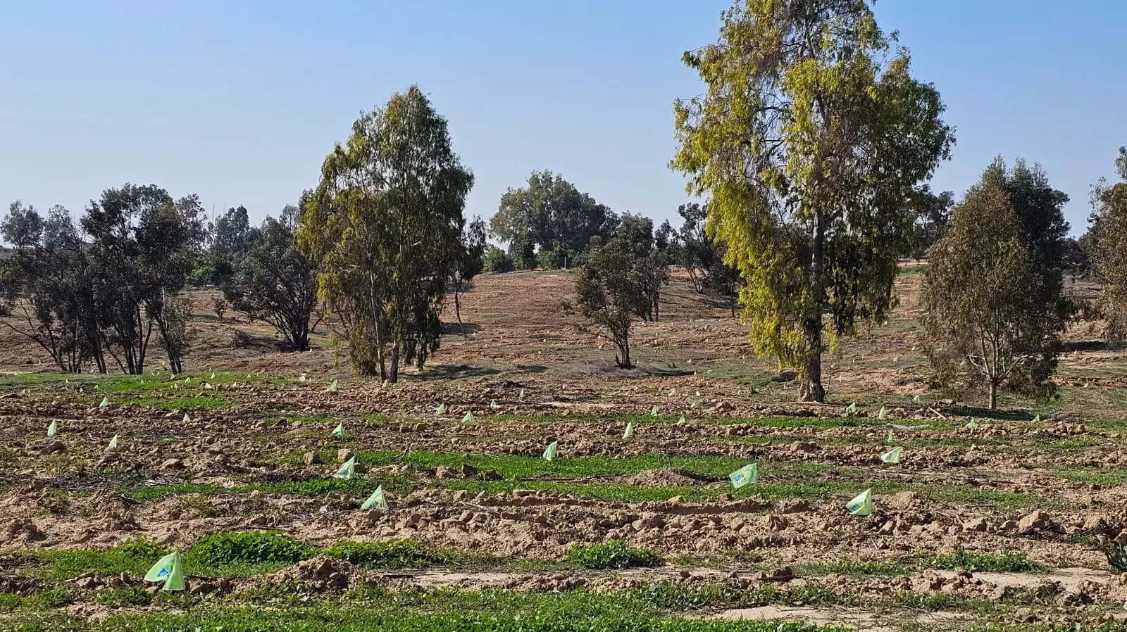יער חרבות ברזל