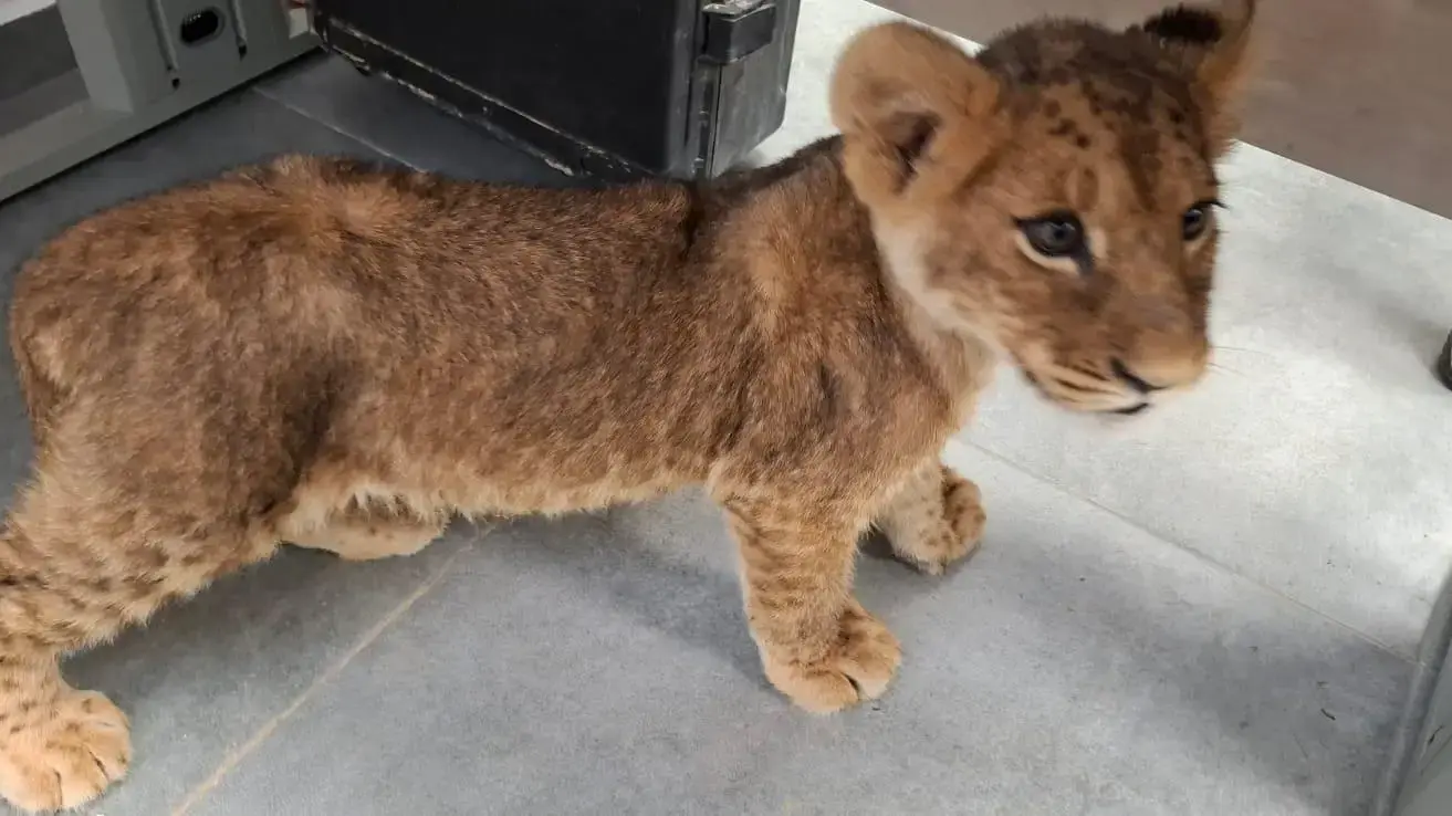 גורת אריה שאותרה בפזורת ביר הדאג' בנגב
