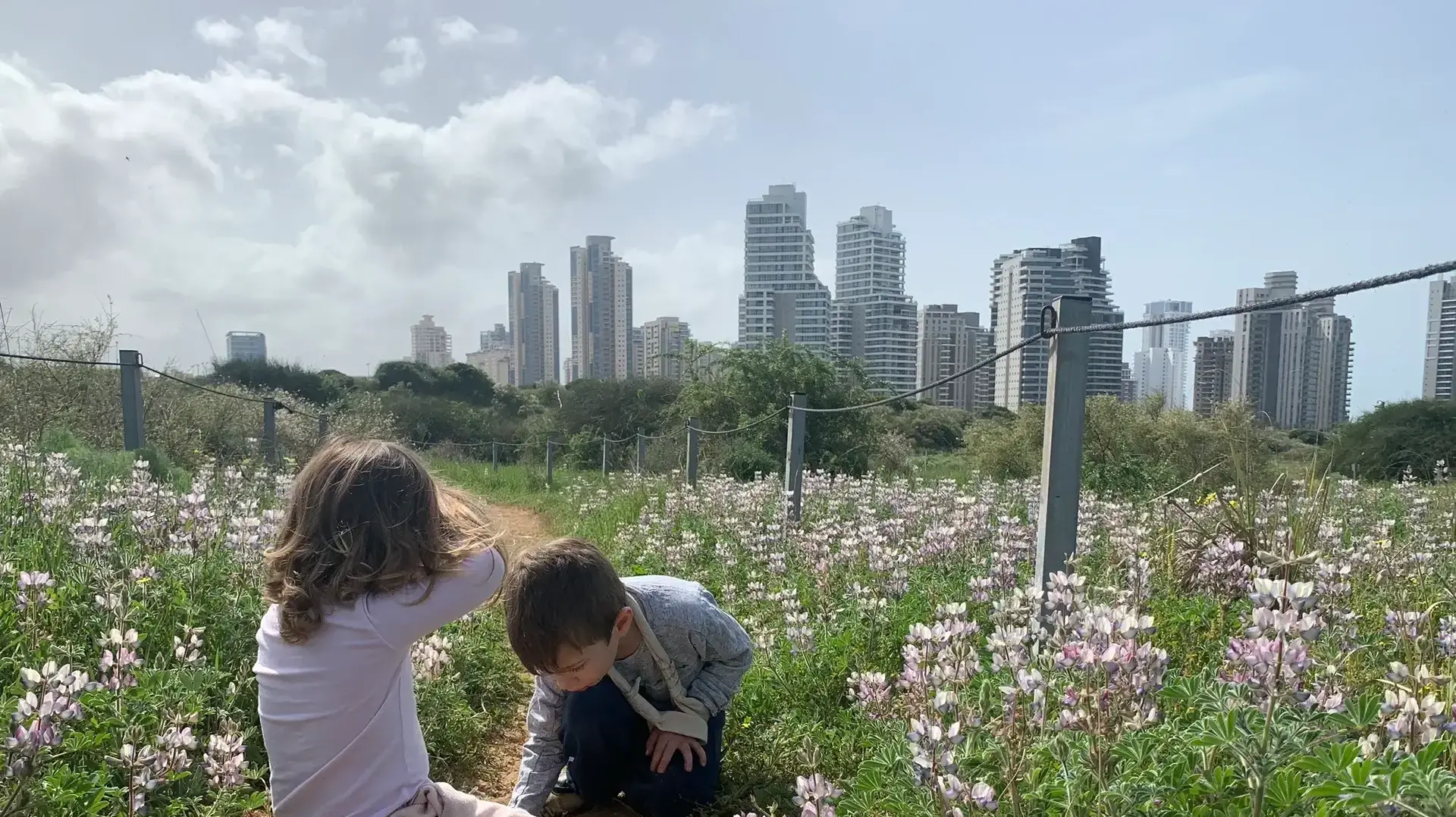 תורמוס ארץ ישראלי בשמורת האירוסים בנתניה