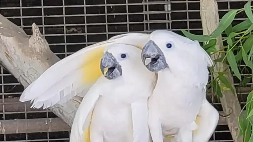 קקדו אמברלה, ראיין ויאגו שנגנבו מהגן גורו