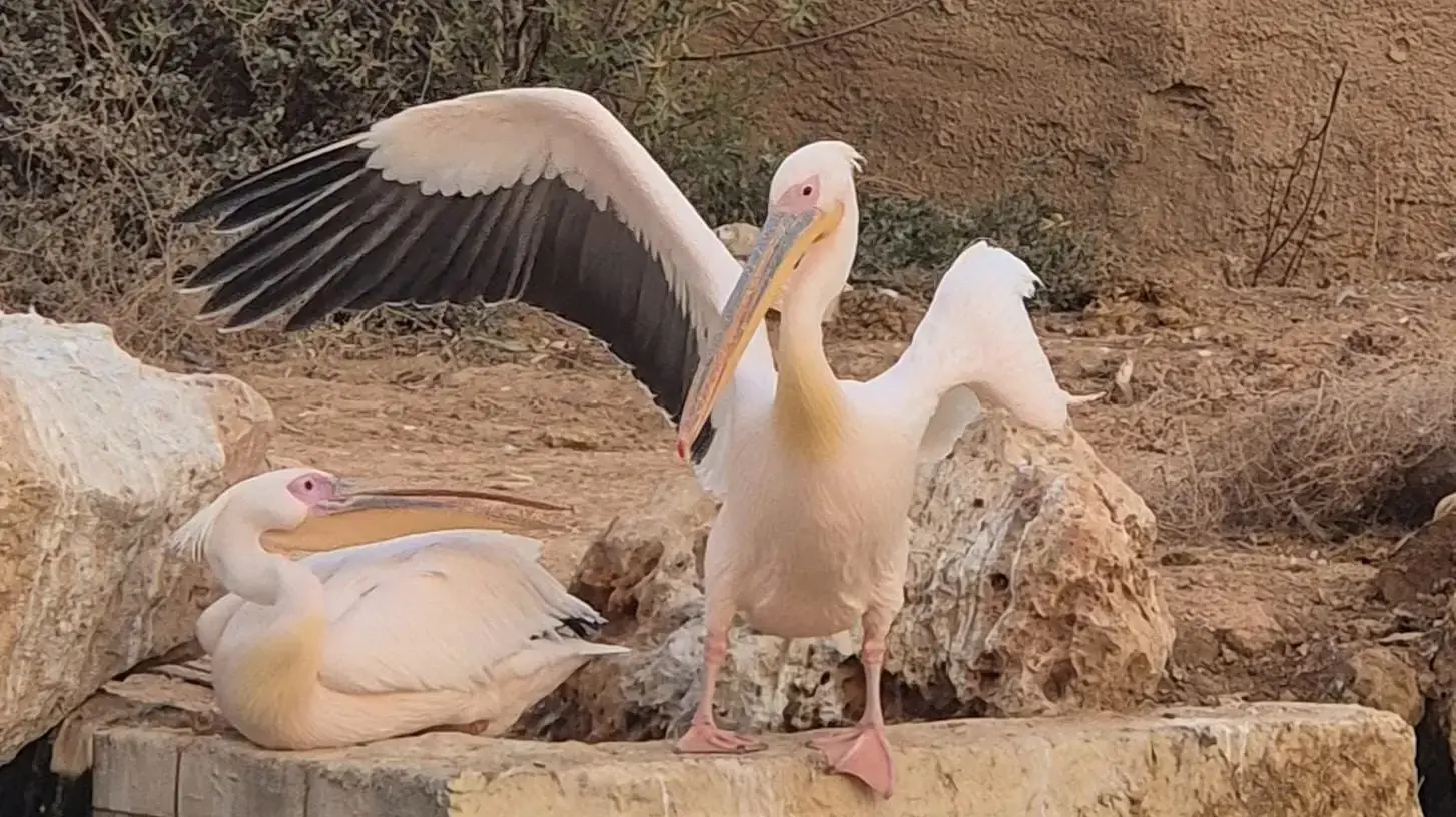 שקנאים במדבריום פארק החיות בבאר שבע