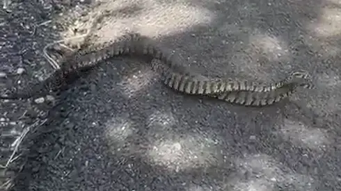 זוג נחשי צפע בהזדווגות בעמק יזרעאל