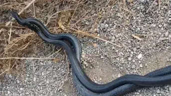 שני נחשי זעמן שחור בריקוד מלחמתי בכפר נטר, 21.6.25