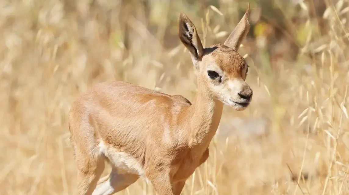 עופר צבאים שנולד במלחמה בעמק הצבאים