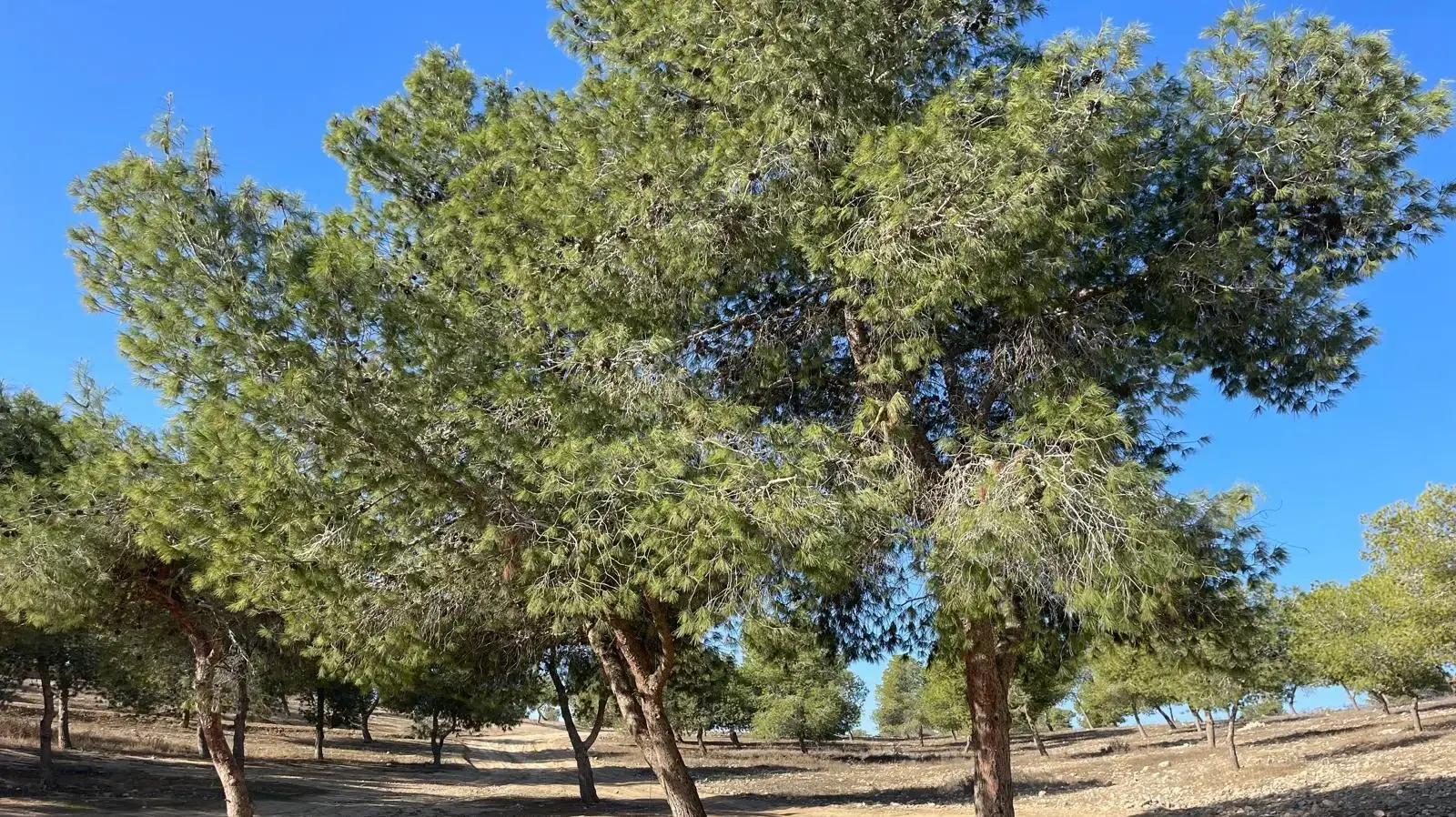 פותחים את הקיץ ביער קהילתי רמות