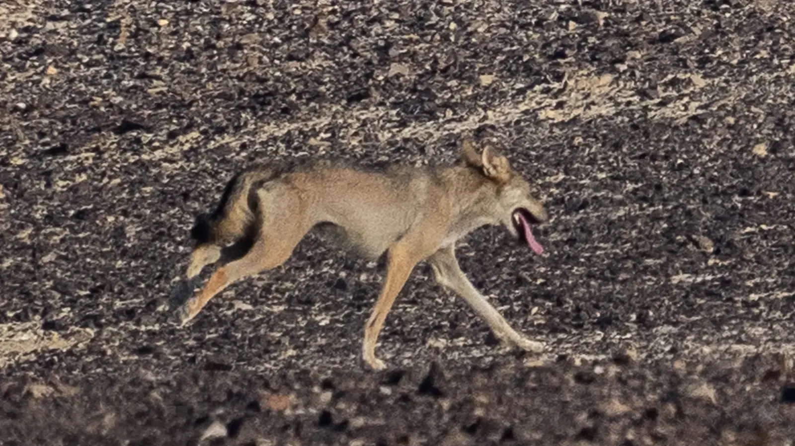 זאב רודף אחרי פראים בשמורת נחלים גדולים נחל צניפים