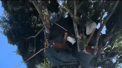 הבית על העץ בלוס אנג'לס שהפך ויראלי