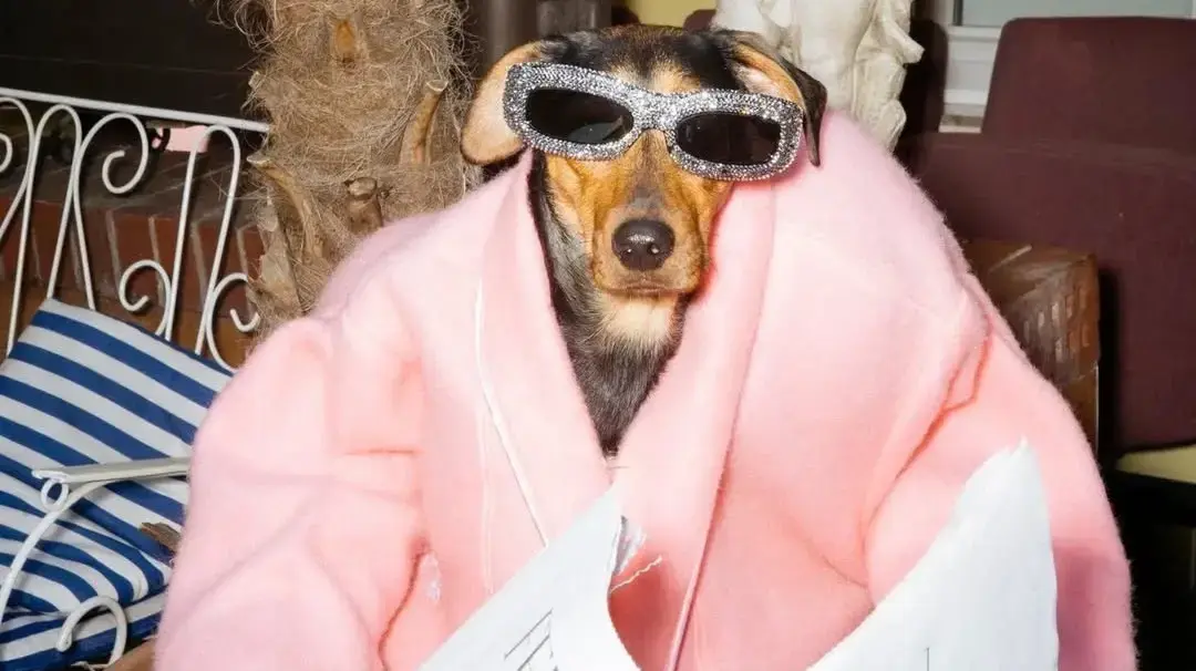 כלב מתוך תחרות הכלבים בפרויקט DOGUE של מגזין ווג. אוגוסט 2025