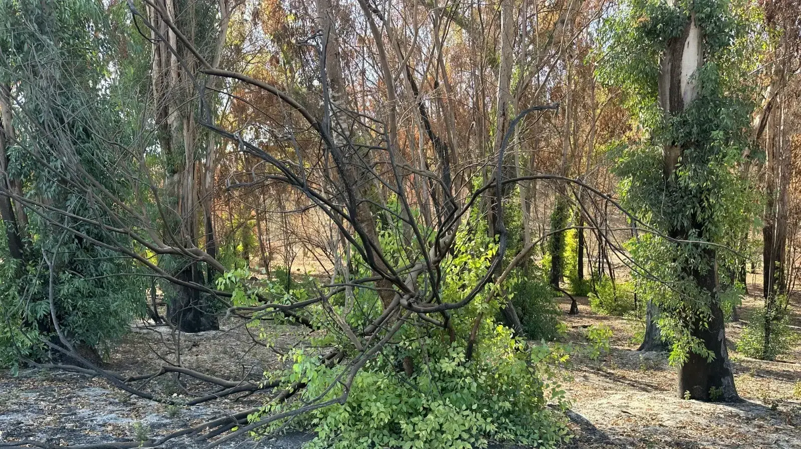 איקליפטוסים מלבלבים אחרי השריפת ביער אשתאול