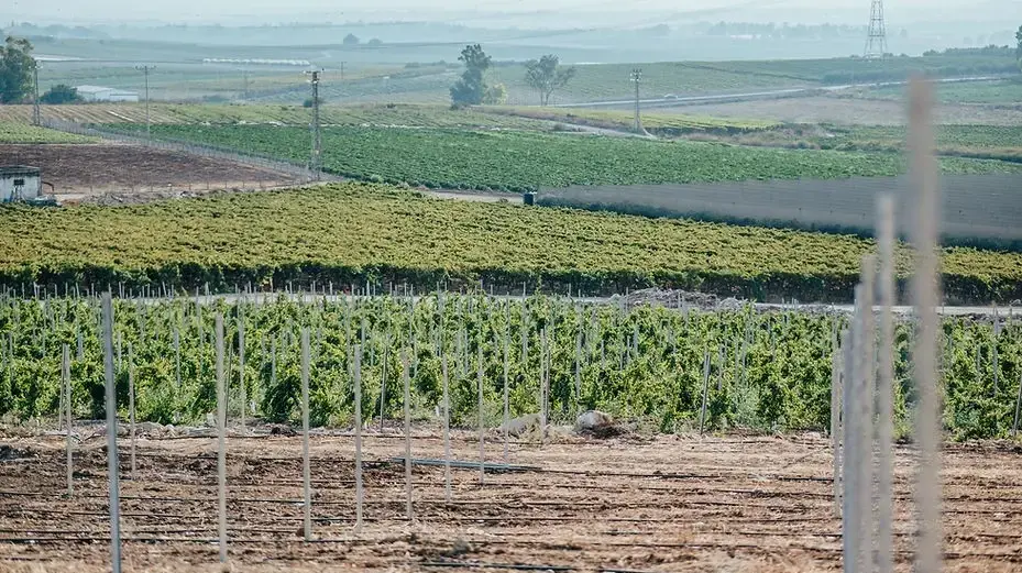 יקב בזק, כרמי יוסף