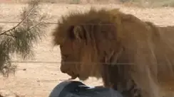 אריות בספארי קיבלו "שק איגרוף"