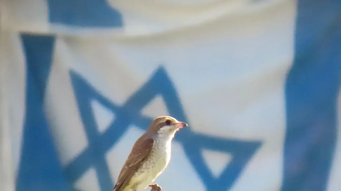 חנקן אדום-גב צעיר שעצר למנוחה בעת הנדידה בפארק הדקלים, רחובות חנקן אדום-גב צעיר שעצר למנוחה בעת הנדידה בפארק הדקלים, רחובות