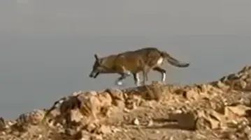 זאב רודף אחרי צבי בים המלח