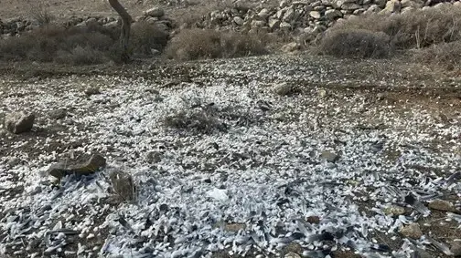 ציד של יוני ענק בגליל