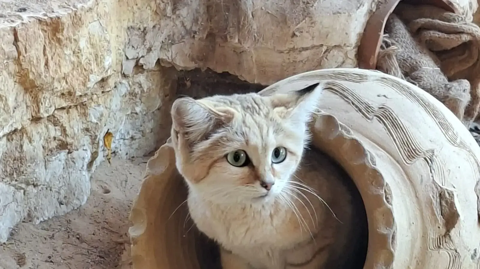 חתולת חולות בספארי