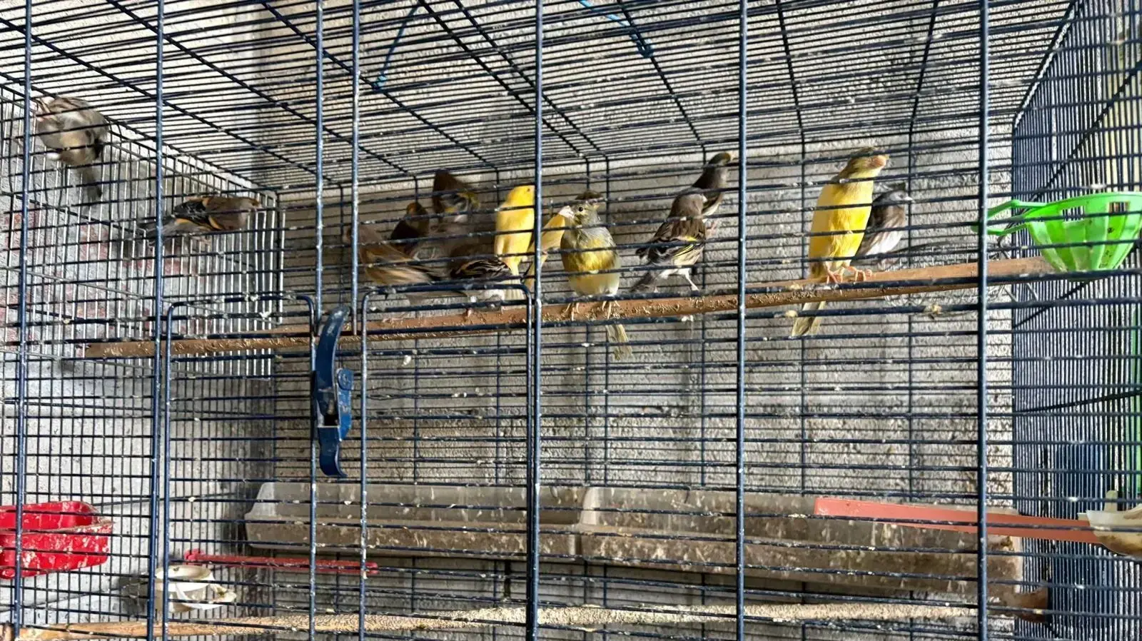 עשרות חוחיות מקומיות ושאר ציפורים מוגנות נתפסו בג'בל מוכבר במזרח י-ם