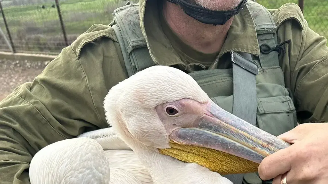 חיילי מילואים מצילים שקנאי בגדר המערכת בשטחים