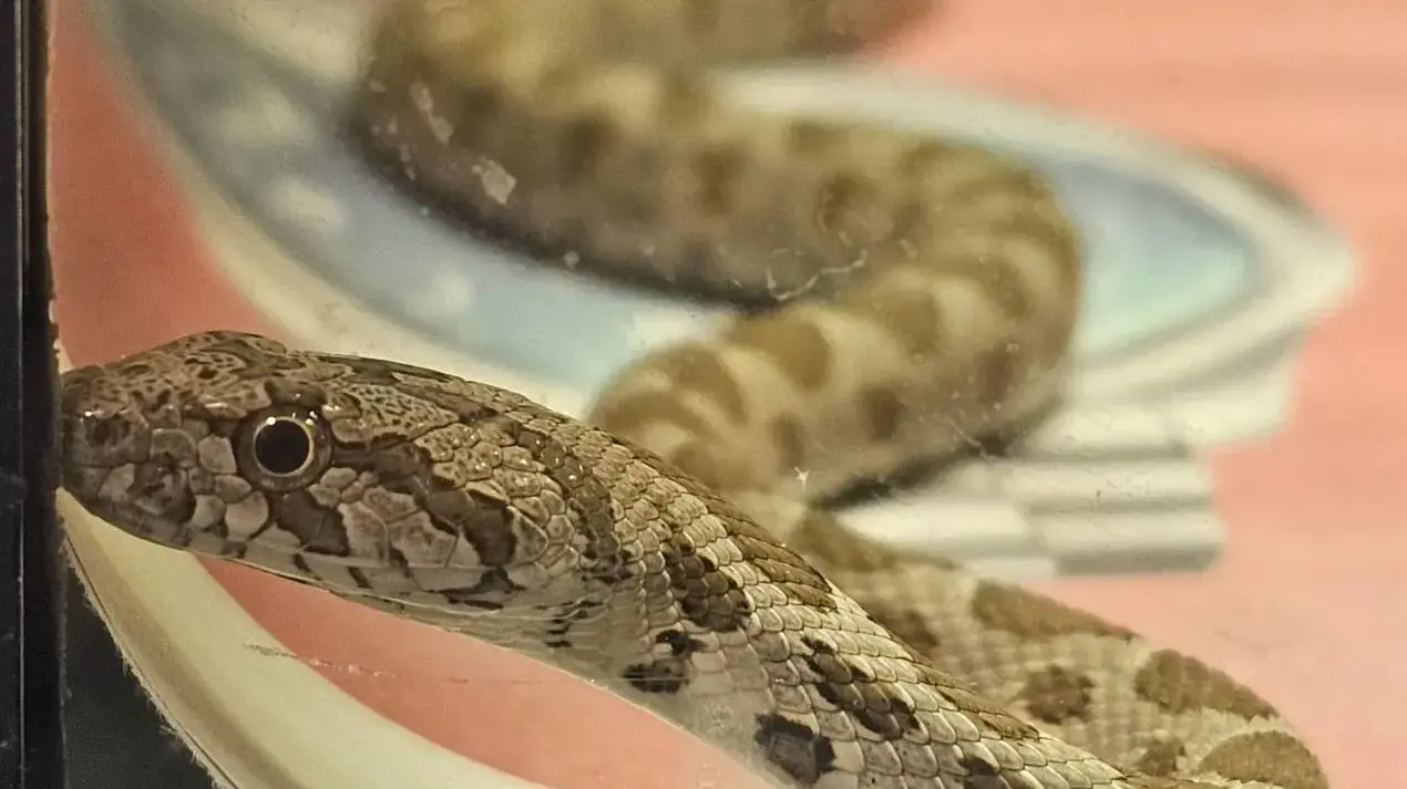 נחש זעמן מטבעות שחולץ מבית בירושלים