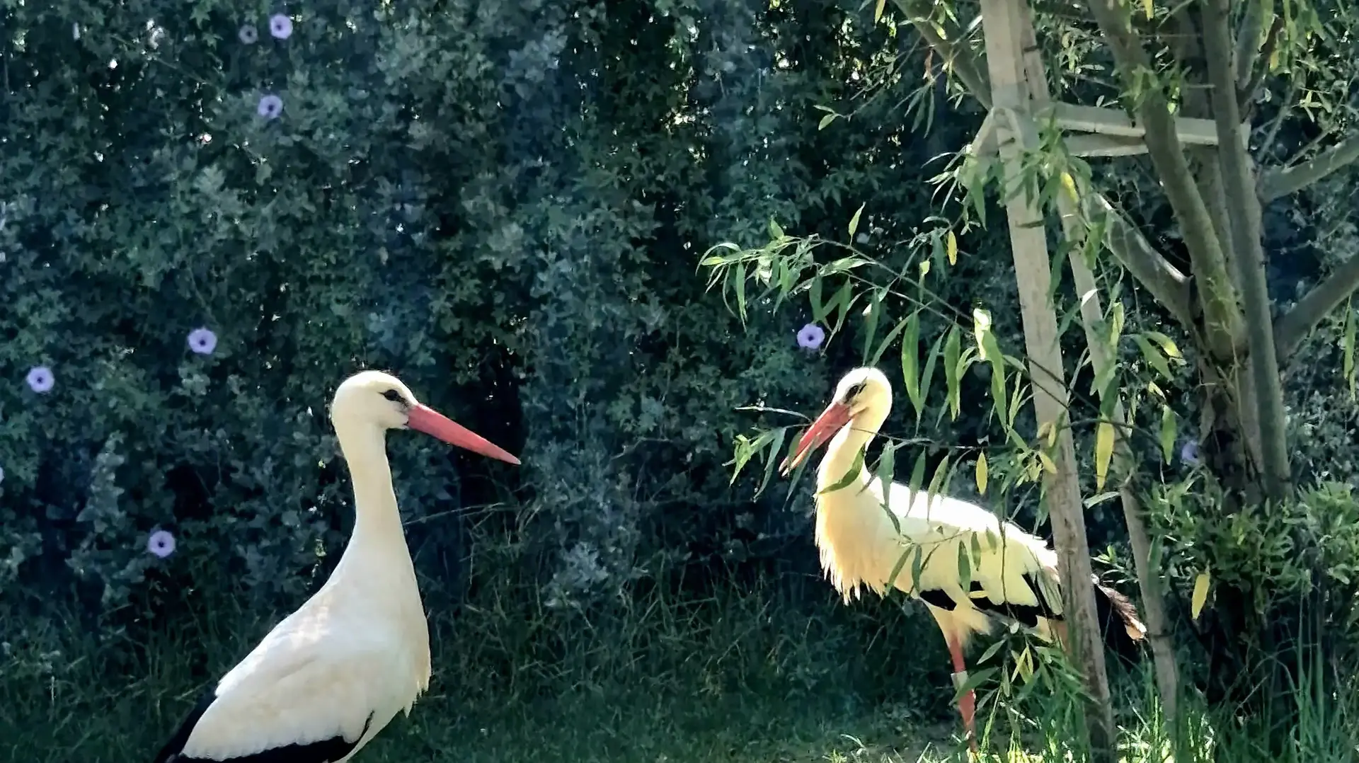חסידות במדבריום