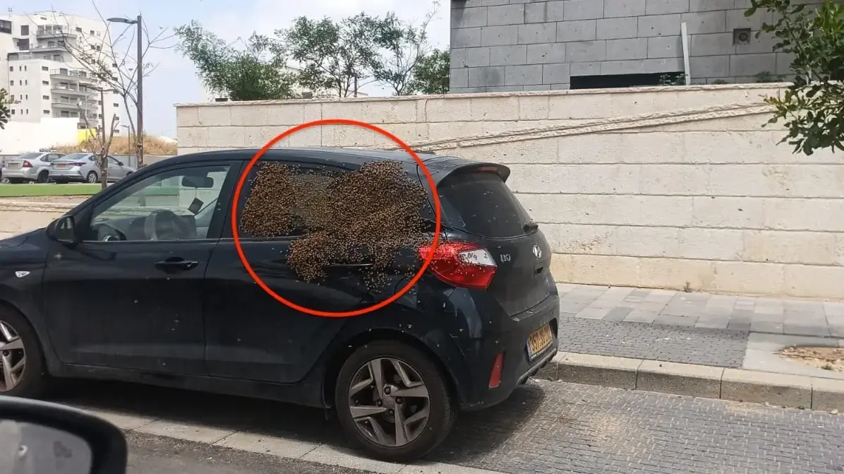 נחיל דבורים על רכב בנתיבות