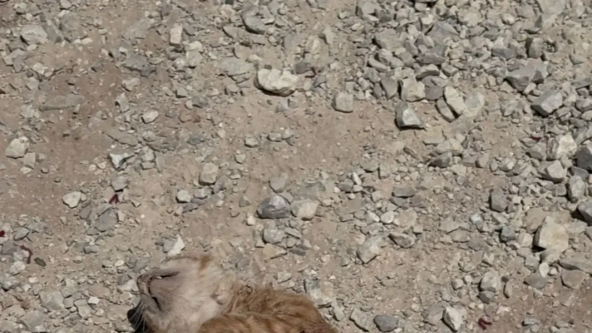 בין חאן יונס לרפיח: תנאי הזוועה של לוחמי המילואים בלב השטח הפלסטיני