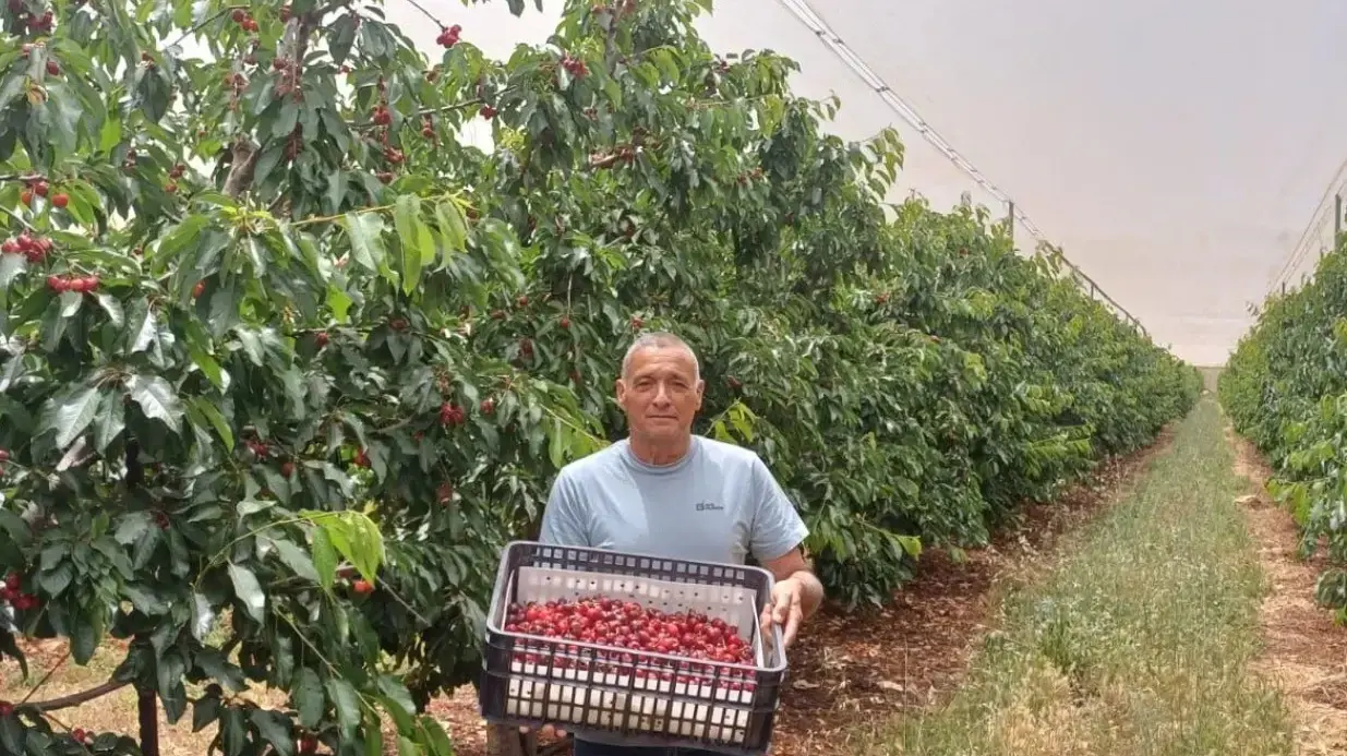 ירון בלחסן במטע דובדבנים של קיבוץ מנרה