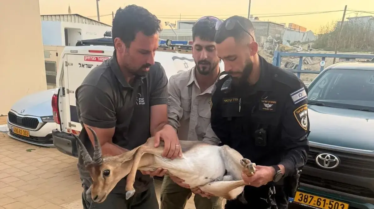 השוטרים שהצילו את חייו של הצבי שנדרס בכביש 80
