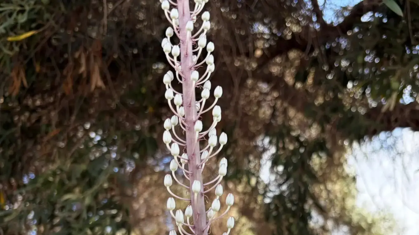 חצב פורח בבית ספר שדה חוף הכרמל במעגן מיכאל, יולי 2026
