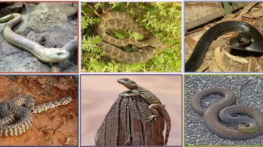 מיני הלטאות והנחשים המרכזיים שנתפסו בידי האדם בטרסת מערת הנחל