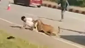נמר פצוע תוקף את אנשי שמירת טבע בהודו