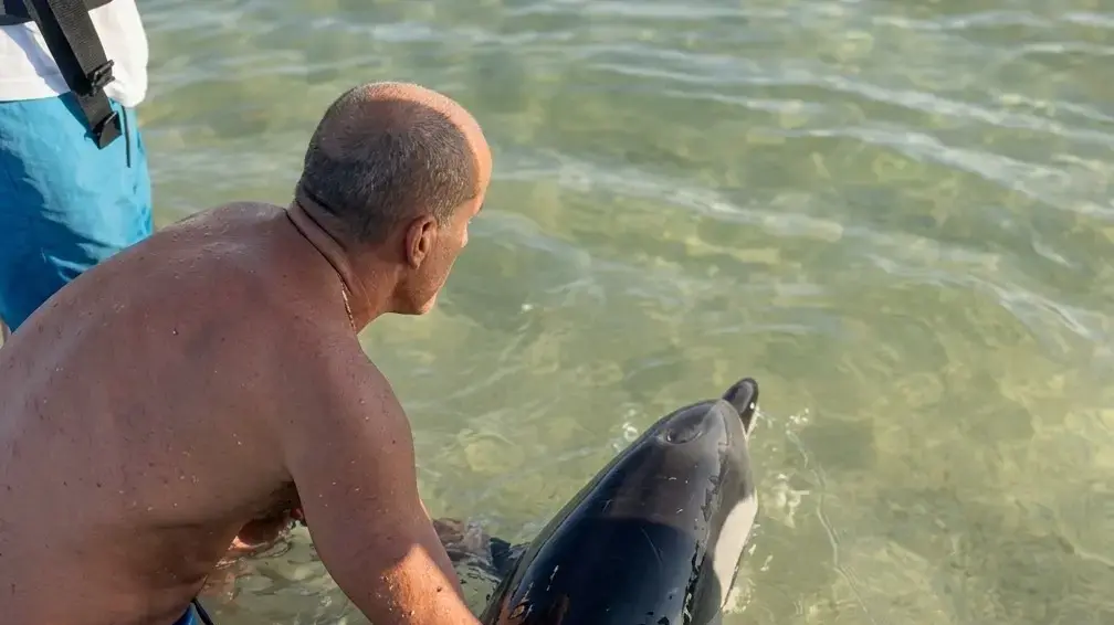 דולפין שנפלט לחוף ירושלים בתל אביב, והוחזר למים