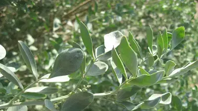 אריאל