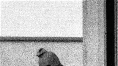 טרוריסטים במינכן באולימפיאדת 1972