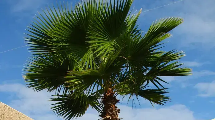 מבחן דו גלגלי ווקטריקס חשמלי