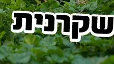 באנר שמש שקרנית