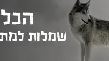 באנר להפקת כלות דרמטיות