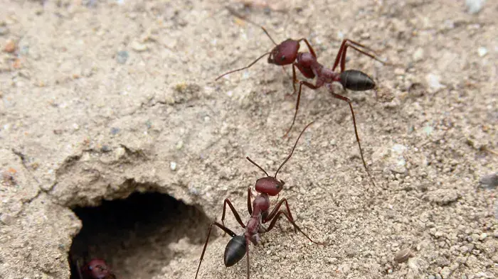 אילוסטרציה אילוסטרציה