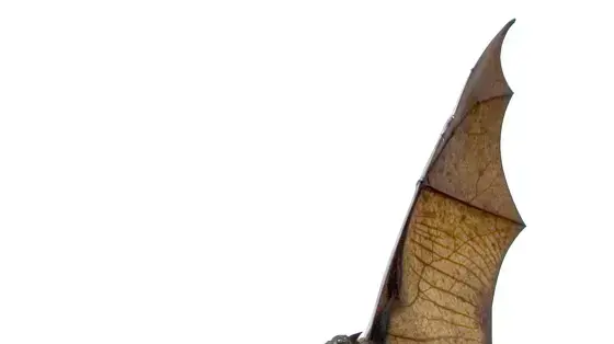 אילוסטרציה