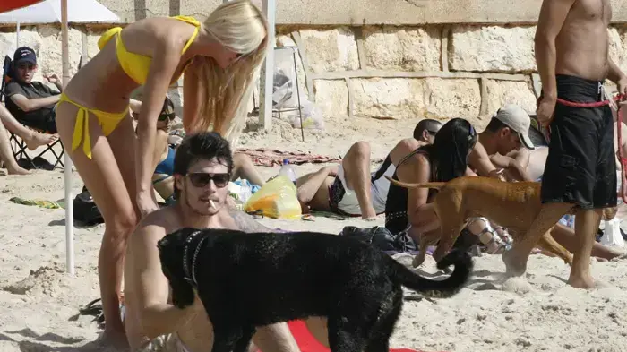 פפראצי דודי מליץ עם החברה לנה כץ והכלב בים פפראצי דודי מליץ עם החברה לנה כץ והכלב בים