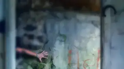 אילוסטרציה