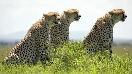 מתוך הסרט African cats