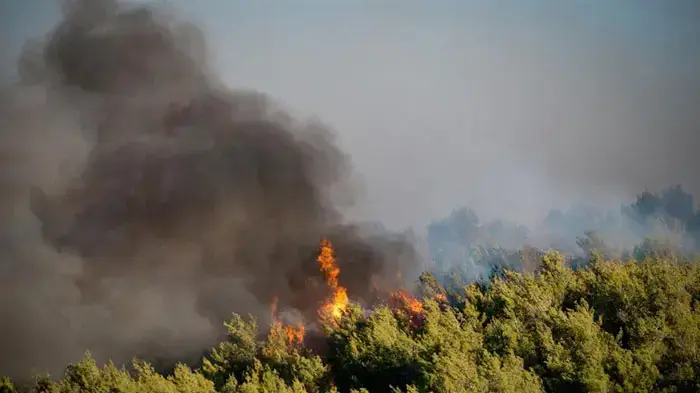 שריפת הענק בכרמל, יערות הכרמל, יום שבת
